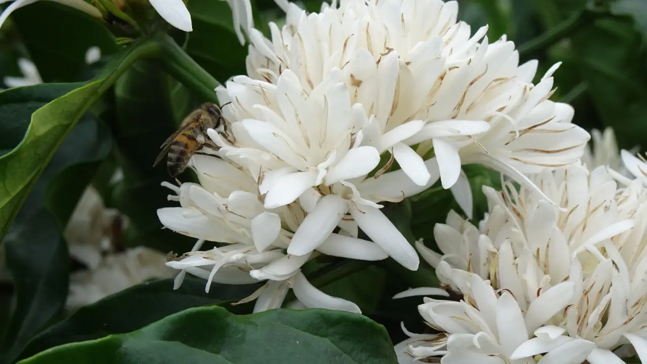 Flores de café conilon podem ser usadas para fazer chá, aponta pesquisa da Ufes