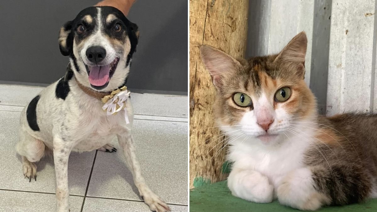 Abrigo com mais de 200 animais anuncia fechamento após interdição municipal em Vila Velha