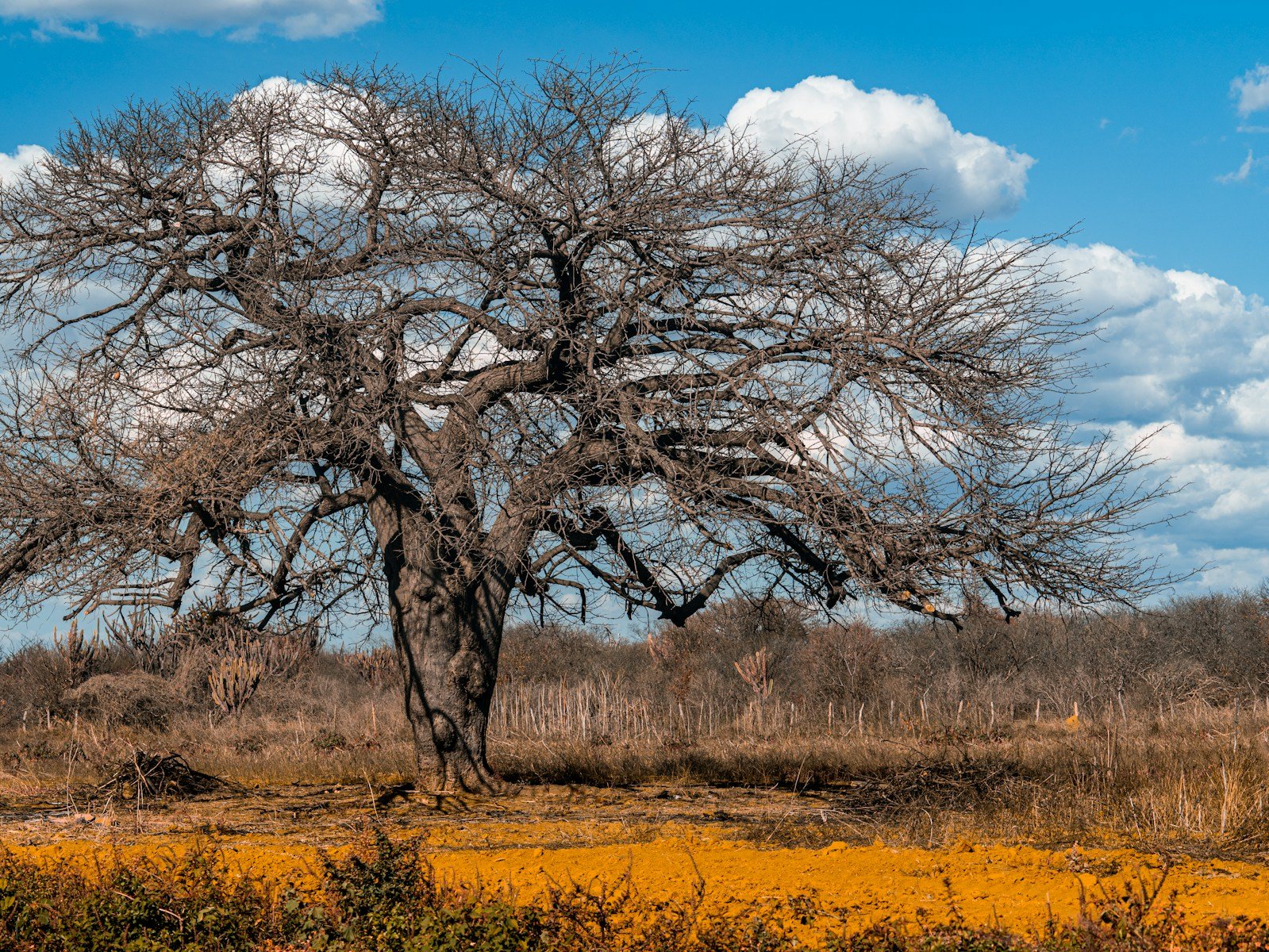 A large tree in the middle of a field