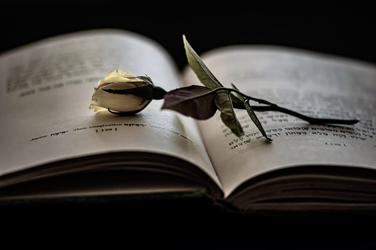 book, reading, rose, love story, novel, left alone, lovely evening, moody, cozy, a book story, free line, vintage, bookmark, book cover, book shelf, romance, book wisdom, passion, rose flower, reflection, poetical, shade and light, yellow rose, highlighted pages, its a time, chapter