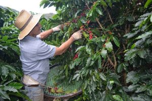 Exportações do agro capixaba somam mais de R$ 20 bilhões em 2024