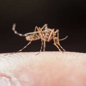 Espírito Santo concentra maioria dos casos de doenças transmitidas por mosquitos