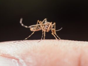 Espírito Santo concentra maioria dos casos de doenças transmitidas por mosquitos