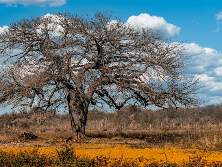 Análises de árvores, gelo e fósseis mostram que 2024 é o ano mais quente da história da humanidade