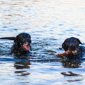 Sombra, água fresca e cuidados: como proteger seu pet no verão