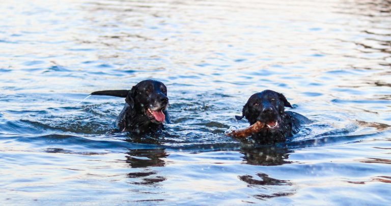 Sombra, água fresca e cuidados: como proteger seu pet no verão