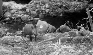 Consideradas extintas, antas são vistas no Rio após 100 anos