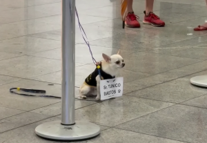 Chihuahua capixaba viraliza com recepção no Aeroporto de Vitória