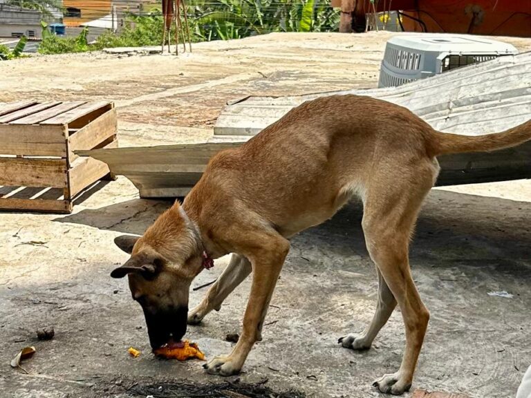 Homem é preso por maus-tratos a animais em Vitória; cães foram resgatados