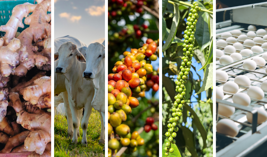 produtos agropecuaria capixaba agronegocio espirito santo