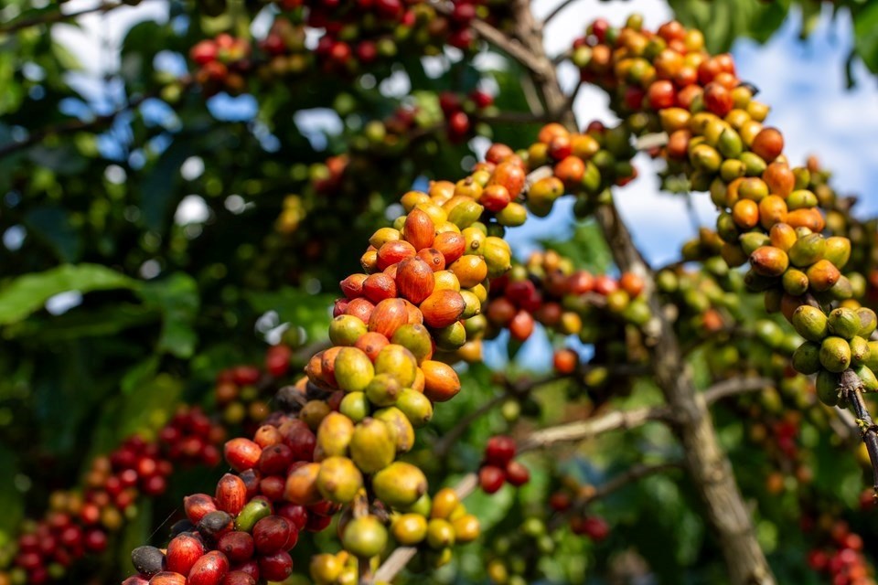 19.11.2024 Alta do cafe conilon impulsiona novo recorde historico das exportacoes do agro