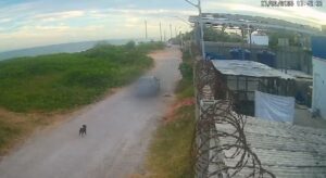 Duas pessoas são indiciadas por abandono de cadela em Vila Velha