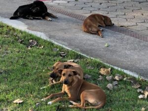 Alunos da Ufes denunciam ataques de cães e animais doentes no campus de Maruípe