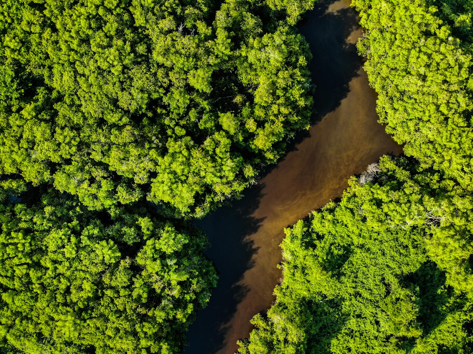 Stunning aerial shot of a lush forest with a winding river cutting through vibrant green trees.