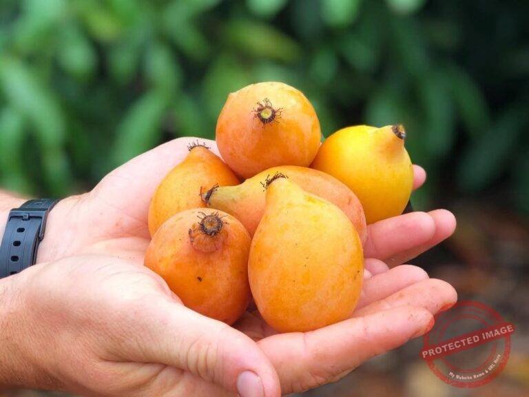 Achachairu: conheça os benefícios da fruta que vem se destacando na produção no ES