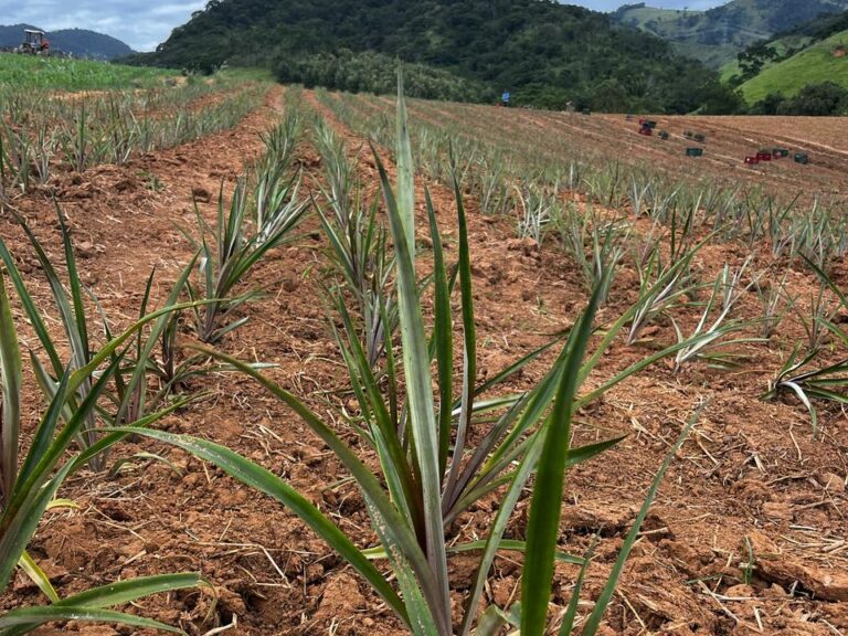 Projeto do Ifes desenvolve mudas de abacaxi mais resistentes em Marataízes