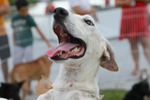 Feira de Adoção de animais vai acontecer em shopping de Cariacica neste sábado (15)