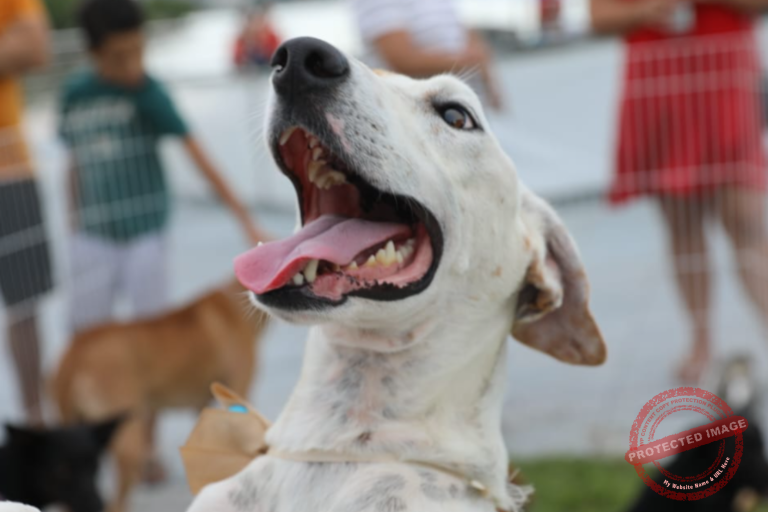 Feira de Adoção de animais vai acontecer em shopping de Cariacica neste sábado (15)