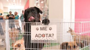Cães resgatados estarão em feira de adoção em Cariacica
