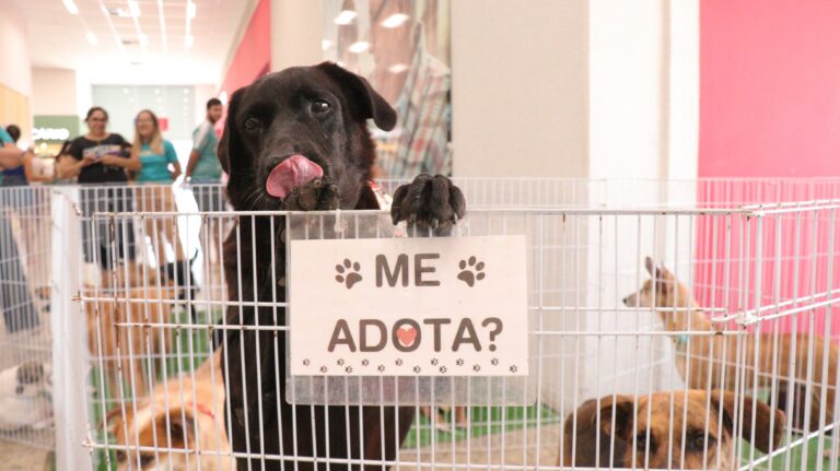 Cães resgatados estarão em feira de adoção em Cariacica