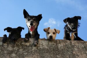 Saúde bucal dos pets: cuidado começa na boca e reflete em todo o organismo