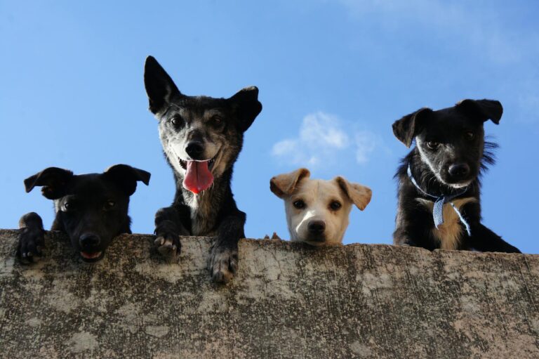 Saúde bucal dos pets: cuidado começa na boca e reflete em todo o organismo