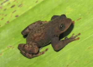Nova espécie de rã é descoberta no Parque Estadual do Forno Grande, no ES