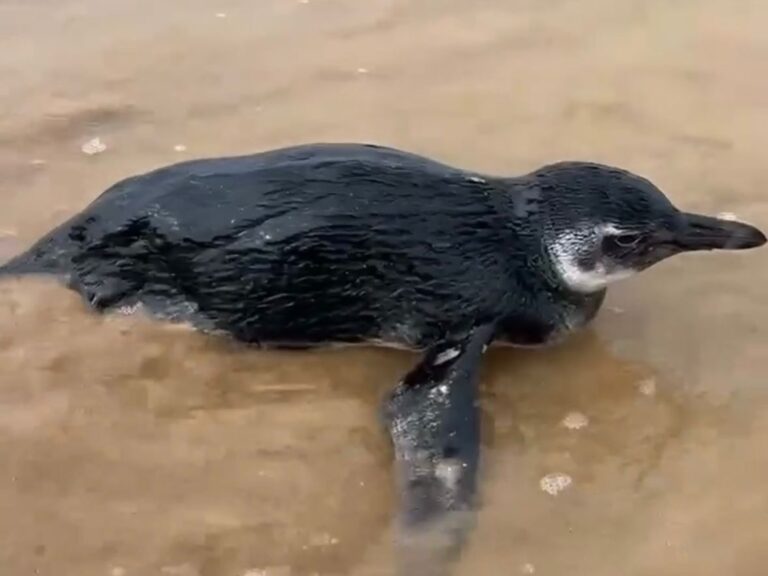 Pinguins começam a chegar debilitados ao litoral do ES; saiba o que fazer