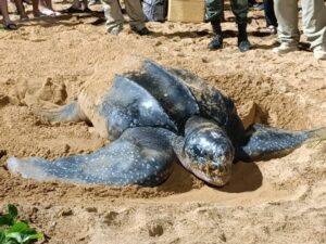 Tartaruga gigante aparece para desovar em praia de Jacaraípe, na Serra