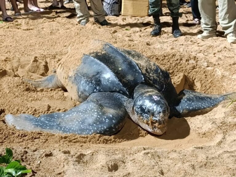 Tartaruga gigante aparece para desovar em praia de Jacaraípe, na Serra