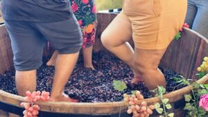 Santa Teresa realiza a 26ª Festa do Vinho e da Uva; confira a programação