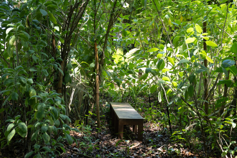 Parque Cultural Casa do Governador inicia projeto de agrofloresta com horta medicinal