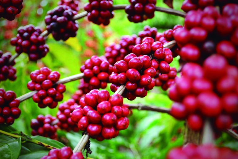 1ª Feira Internacional do Café Conilon (FICC) acontece em novembro no ES