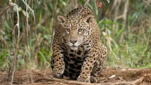 Ibama alerta e prepara população no ES para lidar com onças e javalis