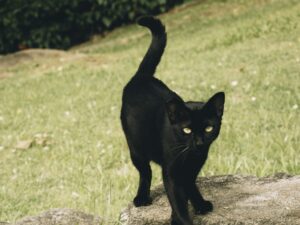 Miados e Travessuras: evento une diversão e causa animal no Parque Pedra da Cebola