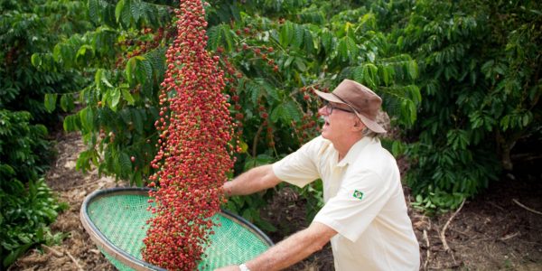 Feira Internacional do Café Conilon promove imersão em fazenda centenária