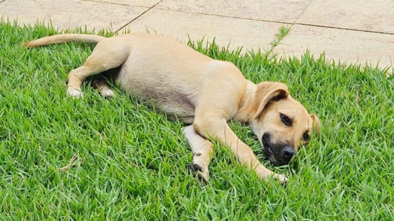 Costelinha: cadela abandonada às margens de rodovia aguarda adoção no ES