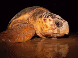 Tartaruga-cabeçuda é reencontrada desovando no ES após 37 anos