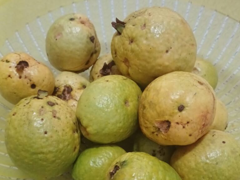 Crônica: O que as goiabas dizem sobre a vida adulta