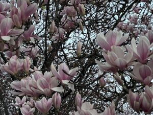 Crônica de viagem: um ramo em Salamanca