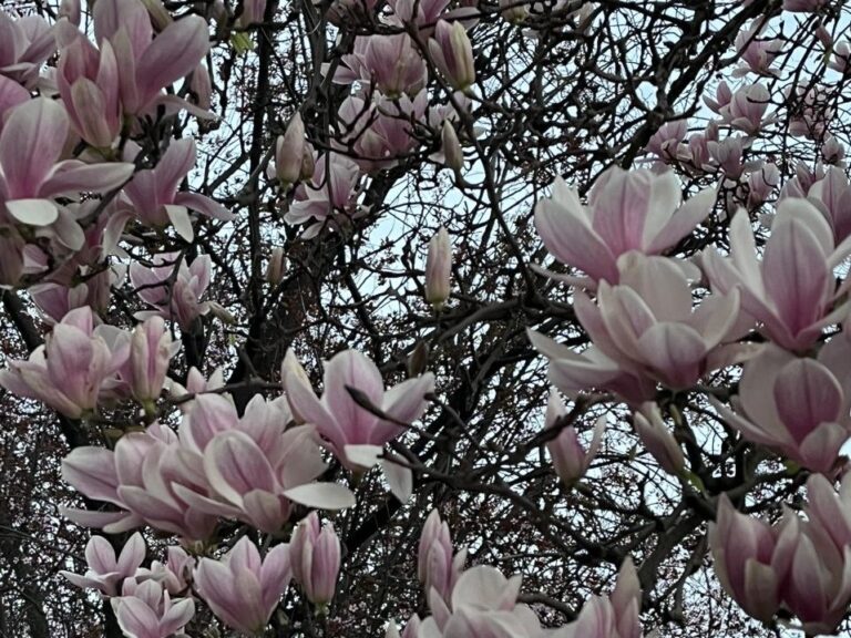 Crônica de viagem: um ramo em Salamanca