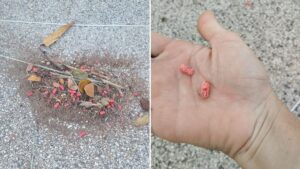 Perícia confirma presença de veneno em praça na Mata da Praia, em Vitória