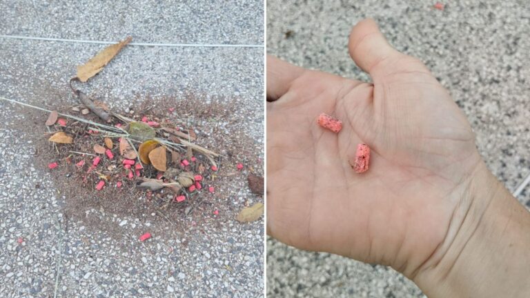 Perícia confirma presença de veneno em praça na Mata da Praia, em Vitória