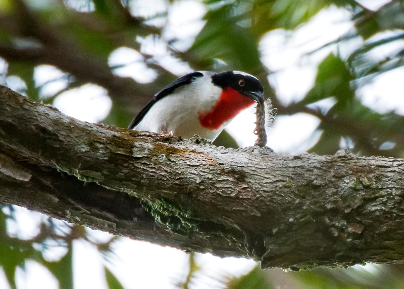 Documentário sobre biodiversidade nas montanhas do ES chega ao YouTube 5 IMG 1894