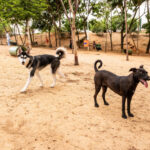 Vitória lança censo para mapear população de cães e gatos