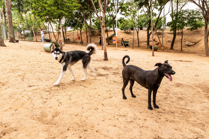 Vitória lança censo para mapear população de cães e gatos