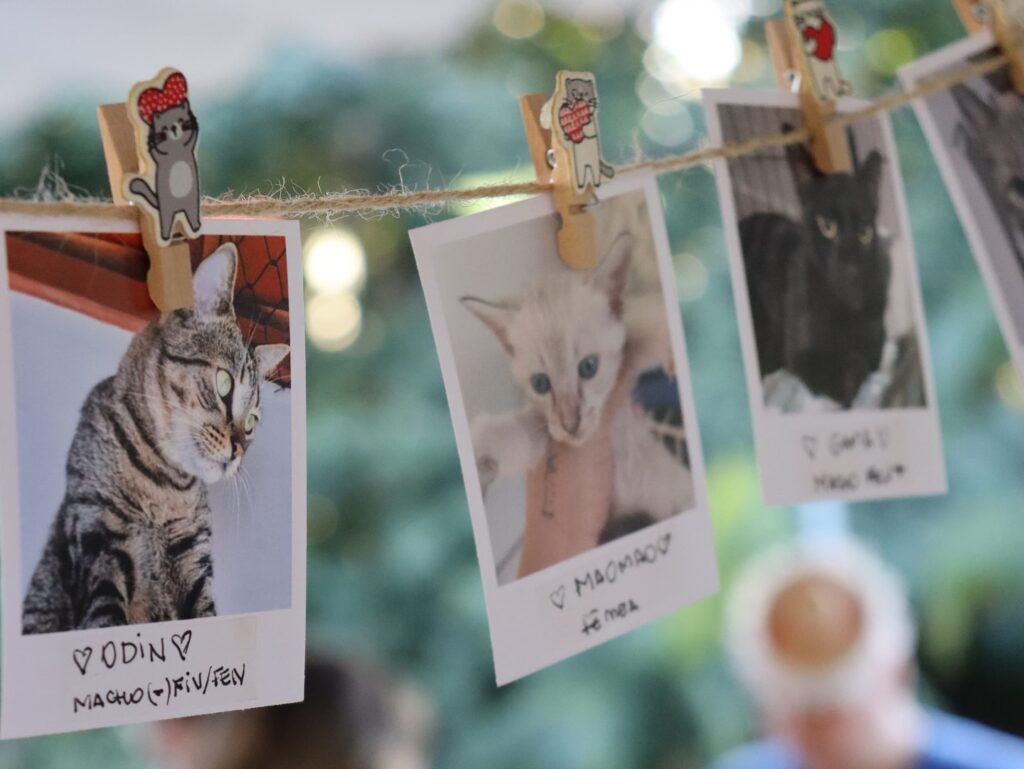 Arraiá une diversão e solidariedade em prol dos gatos da Pedra da Cebola