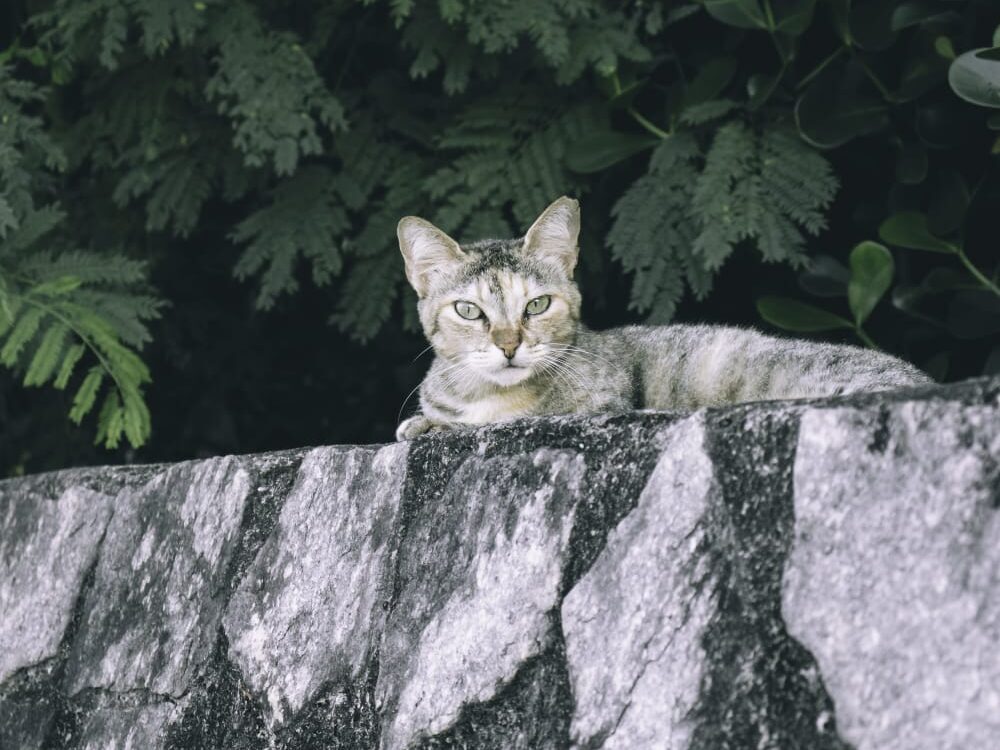 Arraiá une diversão e solidariedade em prol dos gatos da Pedra da Cebola 6 WhatsApp Image 2026 07 02 at 15.28.44 e1783017535343