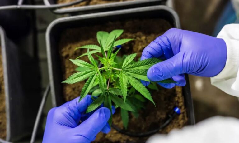 Artigo: O marco regulatório da cannabis está quase em vigor
