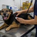 ES terá hospital veterinário estadual com atendimento gratuito para cães e gatos